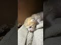 #cat #cats #catlover #catlife #catsoftiktok #catvideo #cutecat #funnycat #kitty #kitten #meow