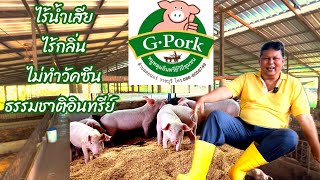 ระบบฟาร์มเป็นมิตรต่อชุมชนคิดค้นธนาคารหมูหลุมคุมเลี้ยงแบบธรรมชาติอินทรีย์วิถีชุมชน#หมูหลุมอินทรีย์