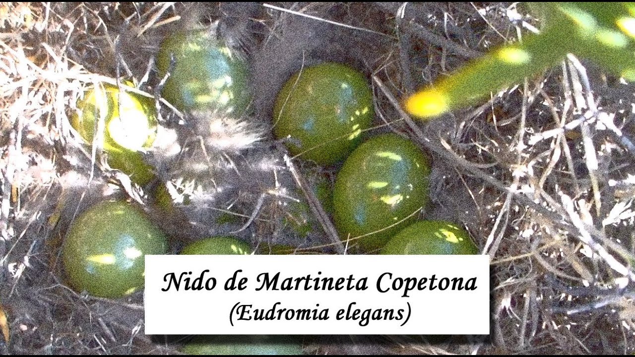 «Nido de martineta copetona -Eudromia elegans 2018-»