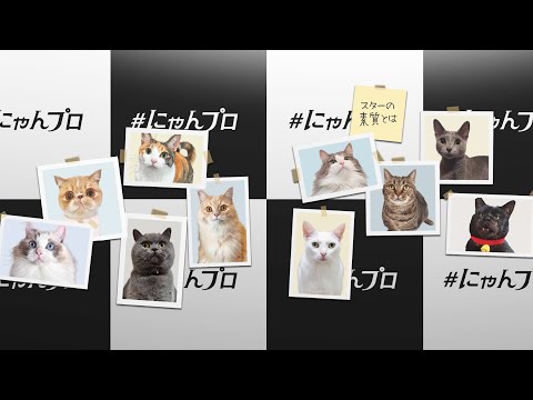 後編】猫の手も借りたい忙しい人のための #にゃんプロ スーパー