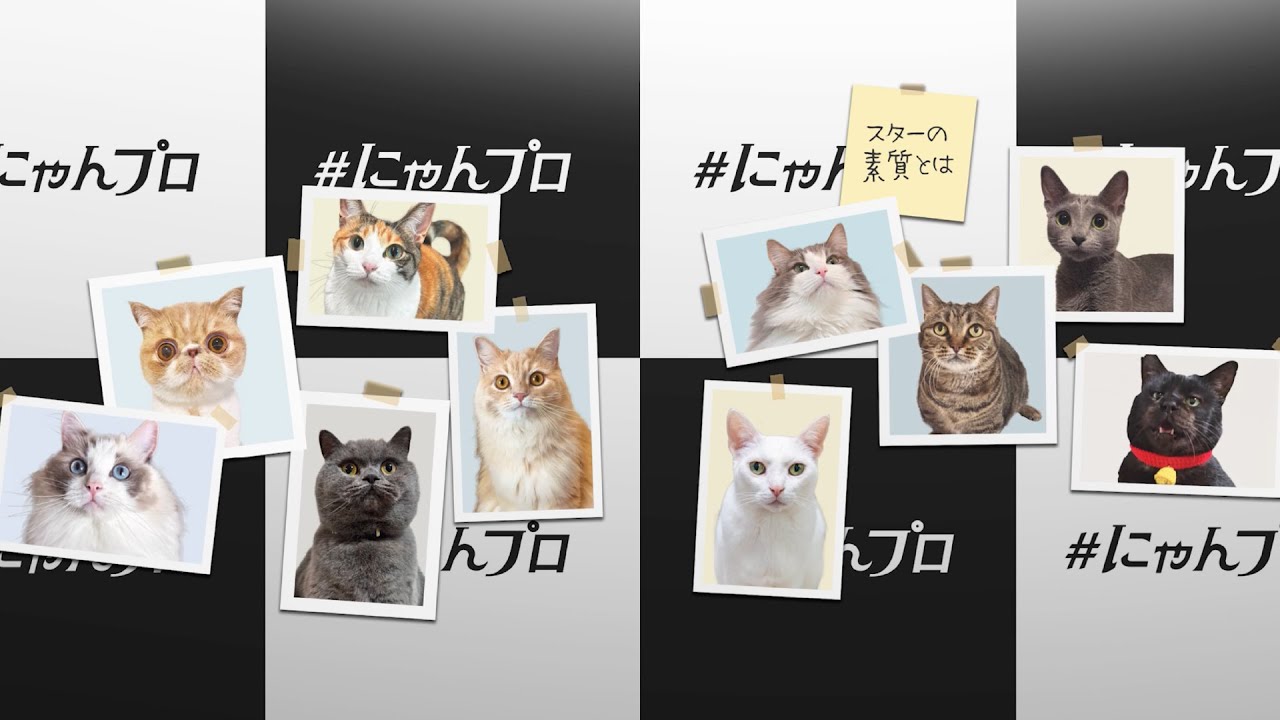 メルカリで24時間以内に売れなければ300円　「みんな待ってる花猫ニャンコ」 本］366日のにゃん言葉 | 三才ブックス オンラインショップ