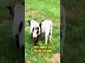 Fainting Goats Really Hate Surprises #shorts