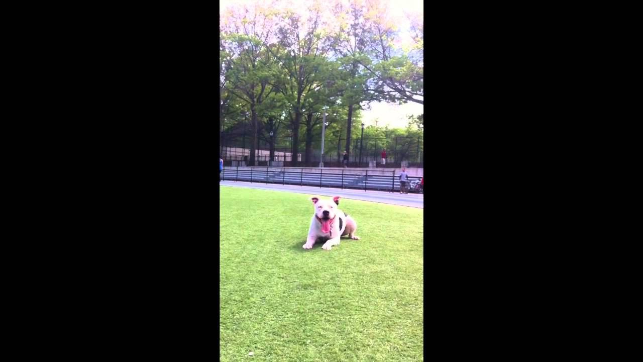 Cowboy the Pit Bull - Deleted Scenes