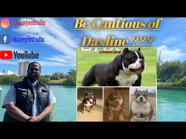 American Bully Gottyline Dax . The world most famous American
