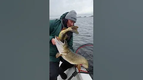 A huge 111 cm pike with an 80 cm pike in its mouth 😱😱😱