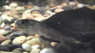 African Side Necked Turtles
