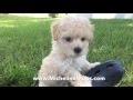 Gorgeous Maltipoo Pups that are trained and started right for you!