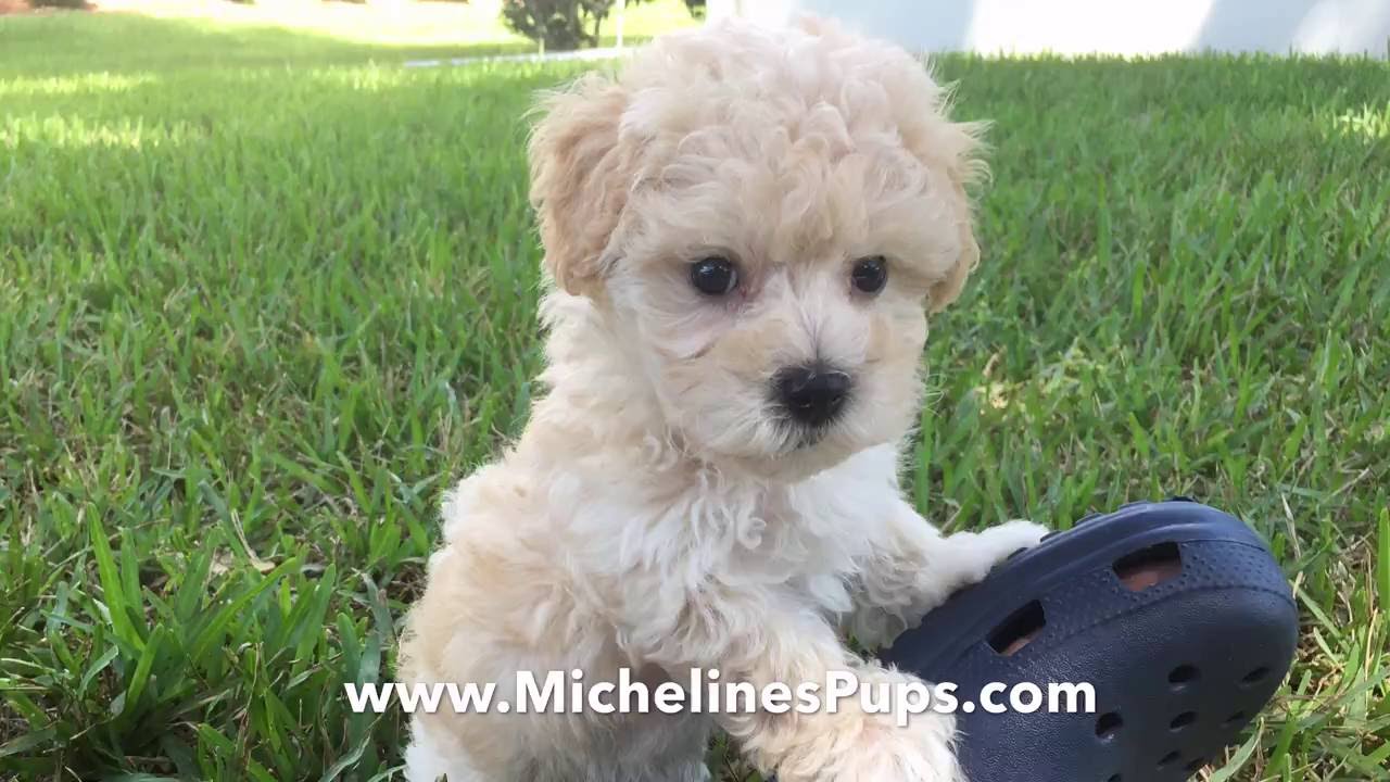 gorgeous maltipoo pups that