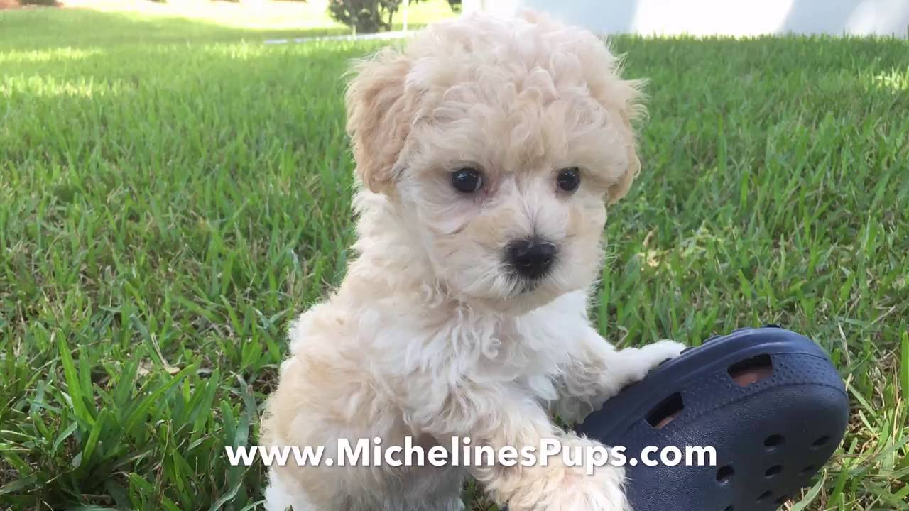 house training a maltipoo