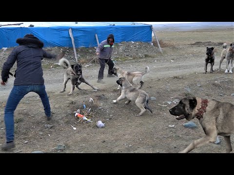 Video: Shetland Çoban Köpeği Irk Hipoalerjenik, Sağlık Ve Ömrü