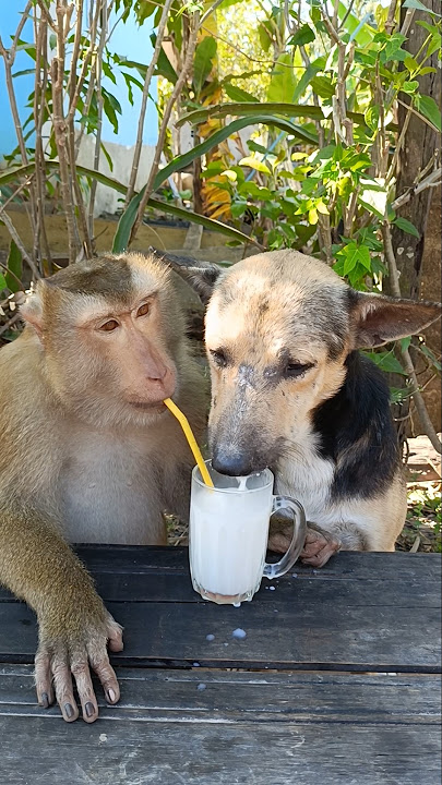 Download lagu Viral video SokYaa,OG, To To And Mom Are Famous & Amazing #shorts