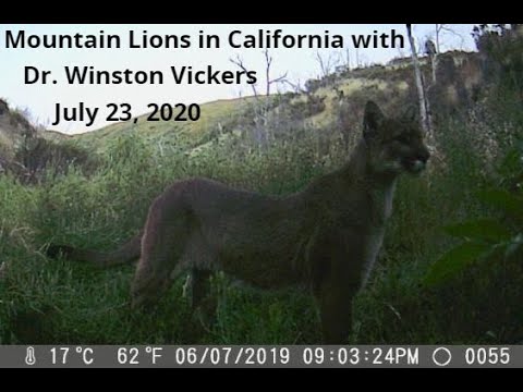 Nature & You Lecture 7.23.2020 Mountain Lions in California