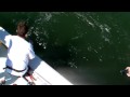 400 lb Hammerhead Shark Catch - Hilton Head - Bulldog Fishing Charters - Jeff Mazur