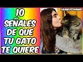 10 SEÑALES DE QUE TU GATO TE QUIERE - SiamCatChannel