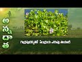 How to make compost with water Hyacinth - an aquatic plant | ETV