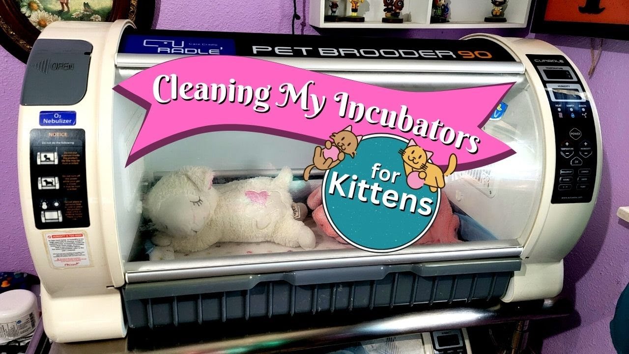 How I Clean My Kitten Incubators ♥ YouTube