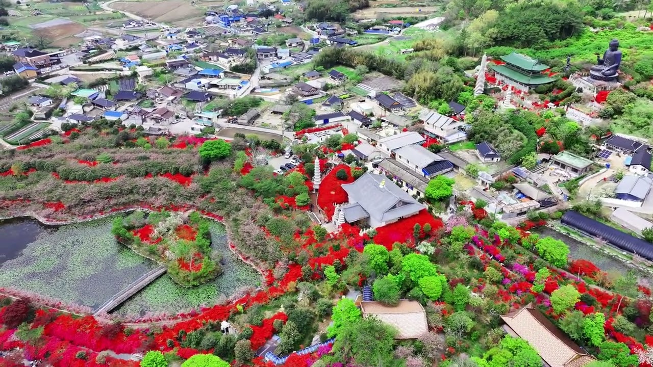 전남 강진 남미륵사 해당화절정