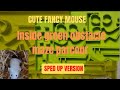 A new game in the green obstacle maze for my cute fancy pet mouse