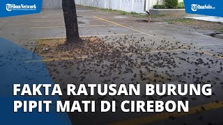 Fakta Ratusan Burung Pipit Mati di Balai Kota Cirebon, Berikut Penyebabnya
