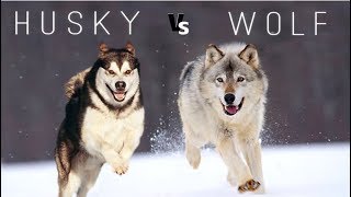 Siberian Husky Vs Wolf by Dog vs Dog Breed Comparision 578,098 views 5 years ago 6 minutes, 47 seconds