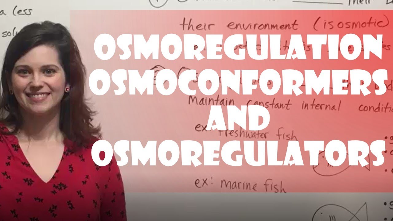 Osmoregulation: Osmoconformers  Osmoregulators