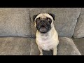 Pug bowser barking