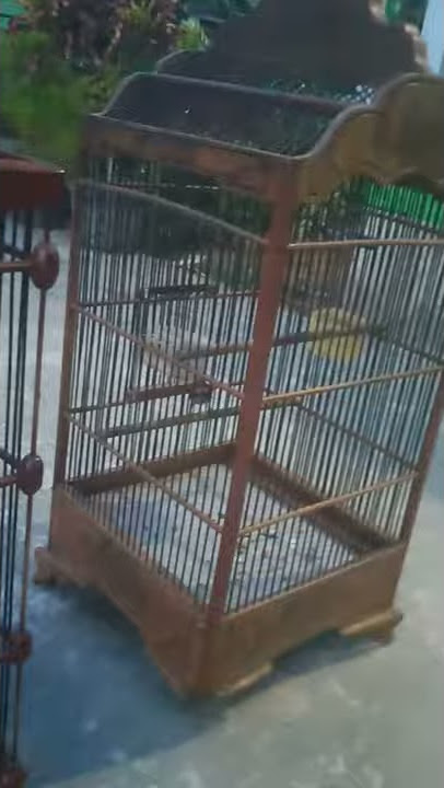 prenjak istimewa hsil pikat