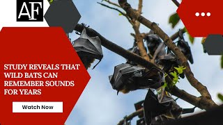 Study reveals that wild bats can remember sounds for years