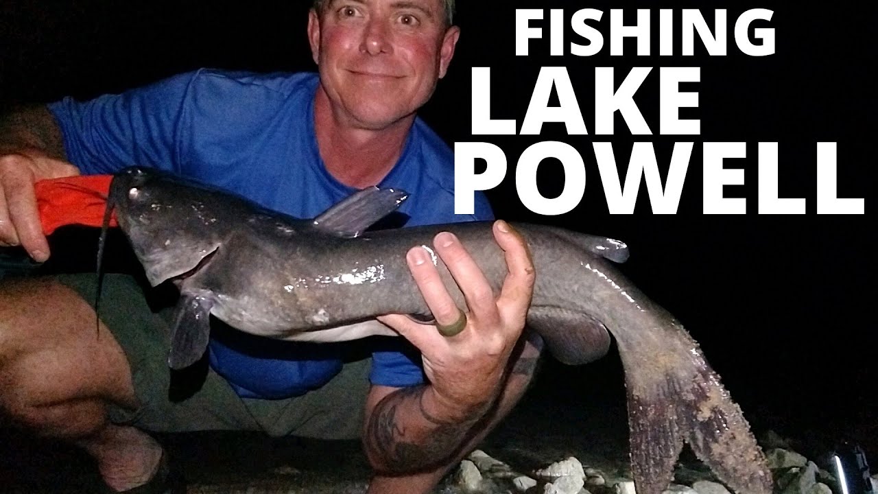 Fishing Lake Powell, Summer Striper and Catfish Action, Late July YouTube