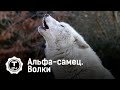 Альфа-самец. Волки @T24