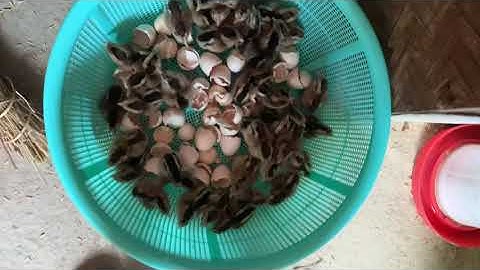 Gà rừng giống F2-3 mọi lứa tuổi. Dòng mã vàng cực đẹp | gà gáy giọng chuẩn. Đặc biệt có làm vacxin