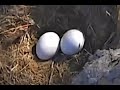 Captiva Eagle Cam ~ "Meet Connie and Joe and Their Babies To Be" ~ 12/1/2020