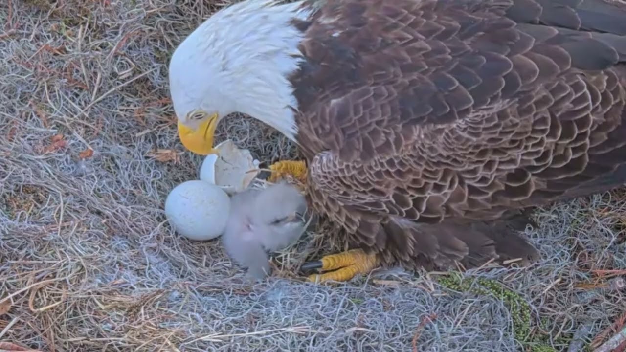 Winter Park Eagle Cam on 1/10/26 Dad sees E1 for the first time