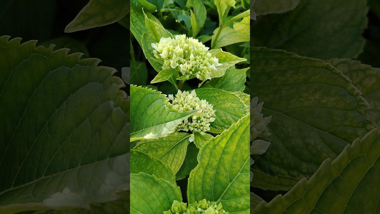 Hortensias y sus sorpresas || Jardines de Torazo | Cabranes Principado d Asturias #travel #spain