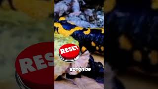 Salamandras, regeneración total