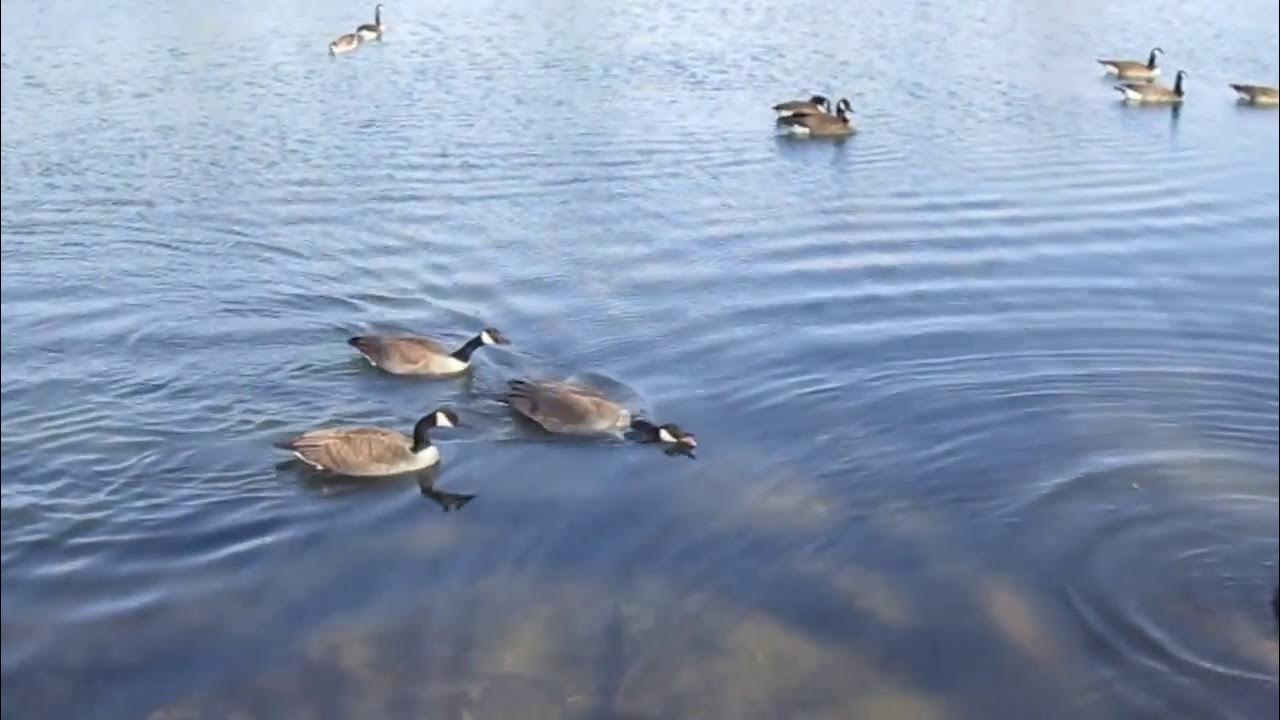 Canadian geese mating season 2017 youtube