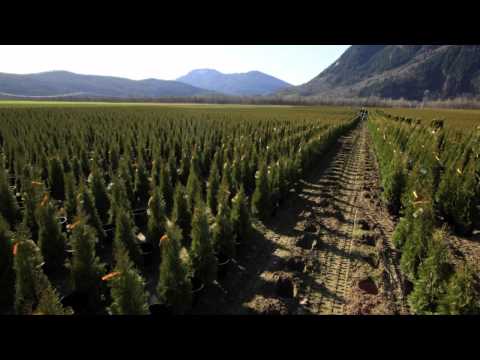 Video: Krasnoyarsk Scientists For The First Time In The World Are Planning To Clone A Cedar - Alternative View