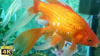 Рыбы Кометы Сomet Fish Аквариум ▶ Видео В 4К