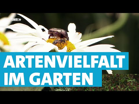 Video: Nützliche Garteninsekten: Erfahren Sie, wie Schlupfwespen dem Garten helfen