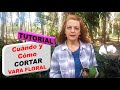 Cuando y como cortar la vara floral de una orquidea Tutorial Paso a Paso #73