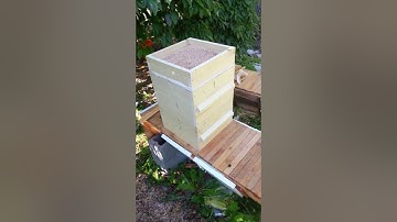 Moving bees from a Top Bar Hive to a Warre Hive