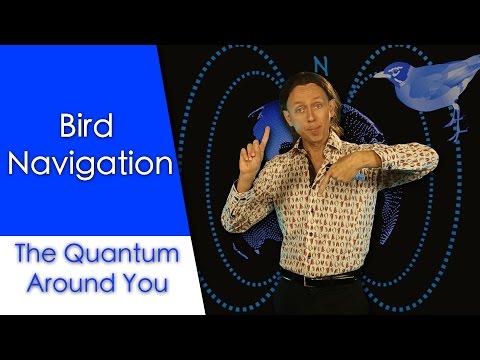 Bird navigation: The Quantum Around You. Ep1