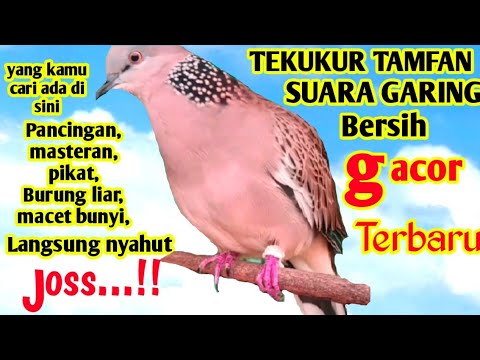 Video: Berkuku Eropah