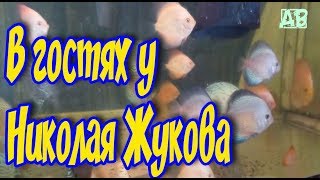 СРОЧНО! ДИСКУСЫ ИЩУТ НОВЫЙ ДОМ! ЖУКОВ НИКОЛАЙ НИКОЛАЕВИЧ И ЕГО УВЛЕЧЕНИЯ! ИЛИ 16 ЛЕТ СПУСТЯ! СРОЧНО! ДИСКУСЫ ИЩУТ НОВЫЙ ДОМ! ЖУКОВ НИКОЛАЙ НИКОЛАЕВИЧ И ЕГО УВЛЕЧЕНИЯ! ИЛИ 16 ЛЕТ СПУСТЯ!