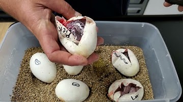 Ball Python Clutch #5 Update And Cutting Clutch #7