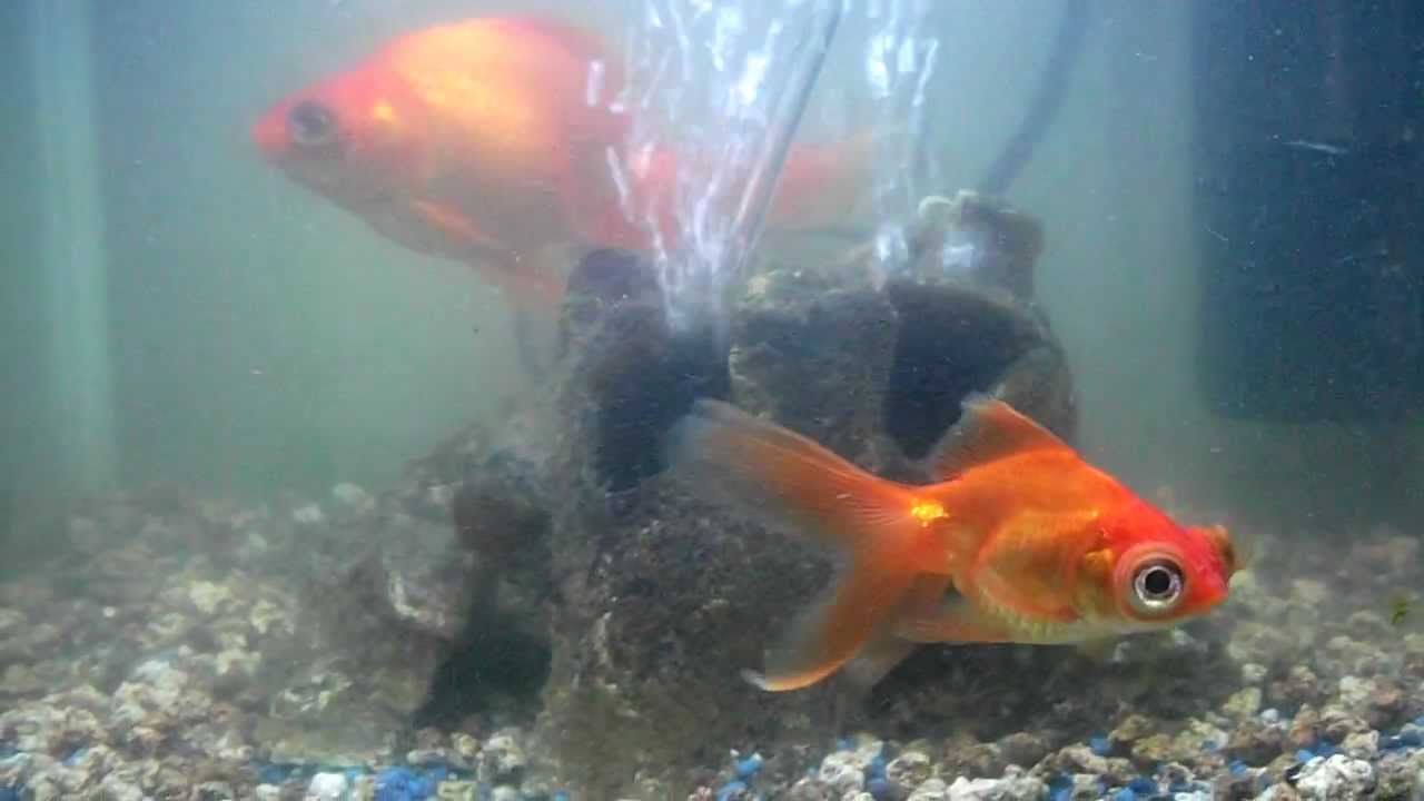 Visjes kleine Aquarium!! YouTube