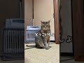 【元野良猫】寒くて震える朝はヒーターを点けた瞬間…#ヒーター #元野良猫