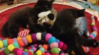 Kittens Playing on Christmas Tree Skirt by Kristofur 111 views 1 year ago 8 minutes, 4 seconds