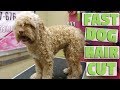 Fast Dog Haircut