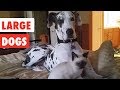 Large dogs  funny dog compilation 2017